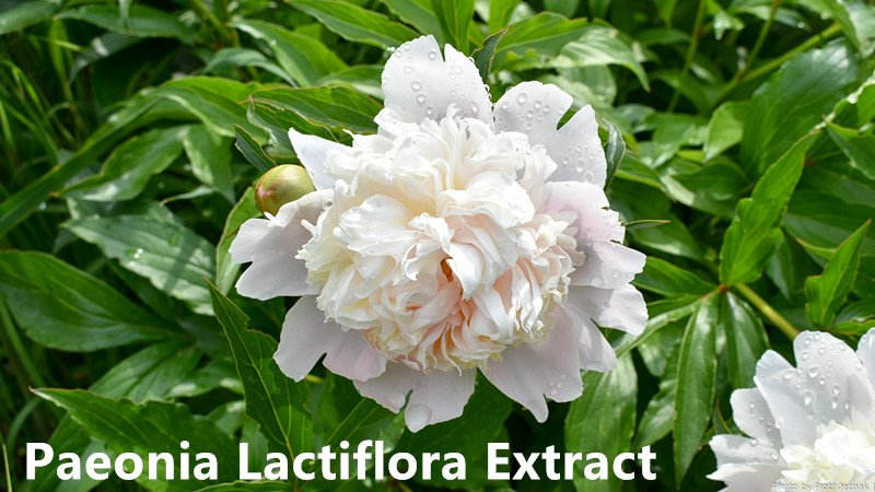 Paeonia Lactiflora.png